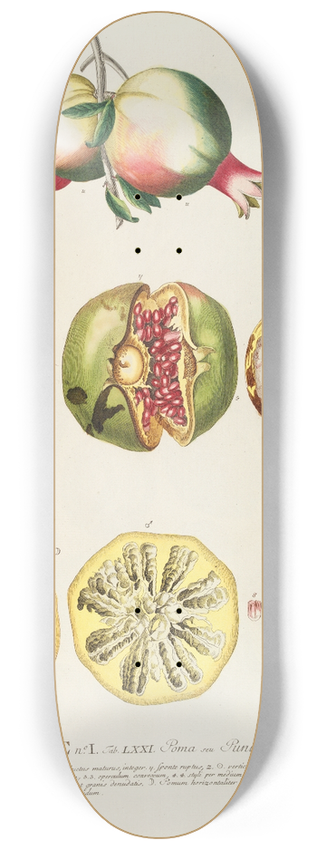 Georg Dionysius Ehret - Punicae 8.25 inch art skate deck