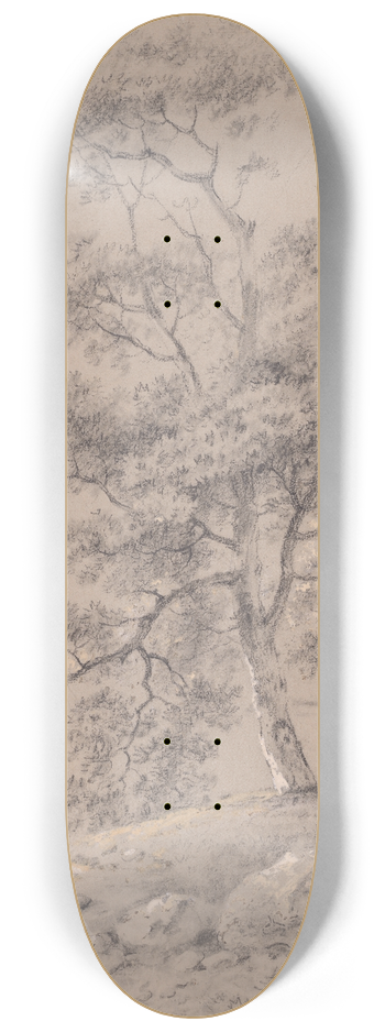 George Barret - Tree Study 8.25 inch art skate deck
