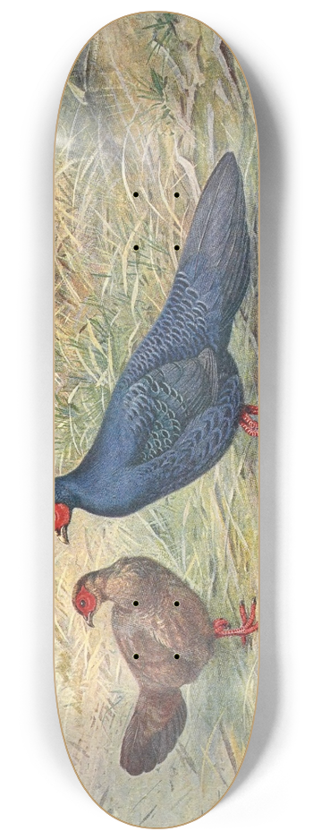 George Edward Lodge - Edwards Kaleege 8.25 inch art skate deck