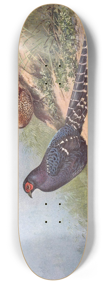 George Edward Lodge - Mikado Pheasant 8.25 inch art skate deck