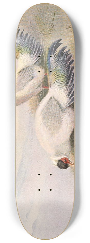 George Edward Lodge - White Eared-Pheasant 8.25 inch art skate deck