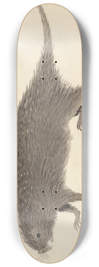 George Edwards - The Long-tailed Porcupine 8.25 inch art skate deck