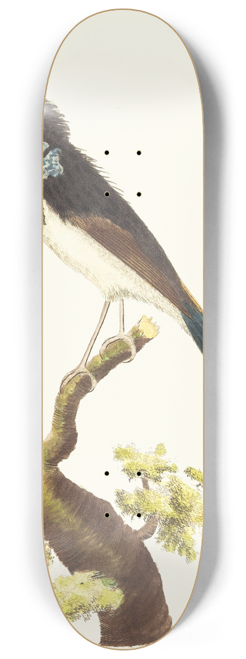George Shaw - The SUPERB WARBLER 8.25 inch art skate deck