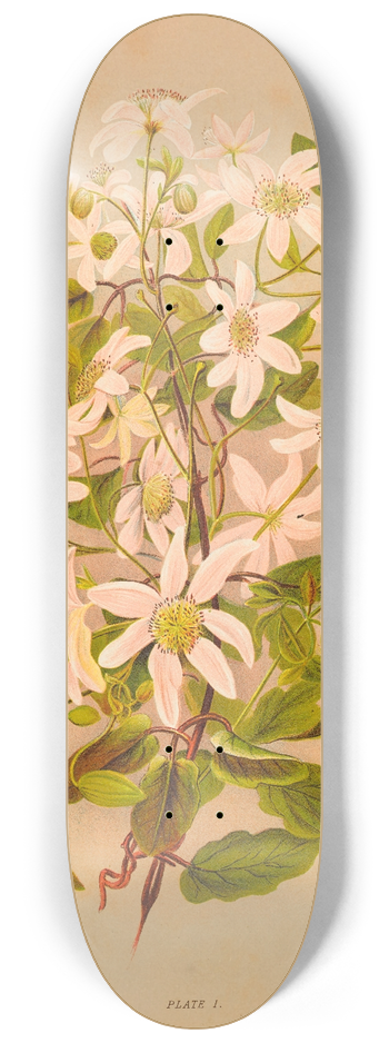 Georgina Burne Hetley - Clematis Indivisa 8.25 inch art skate deck