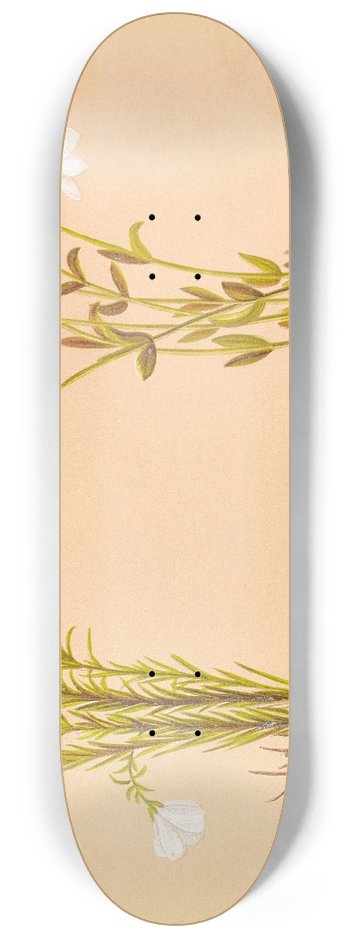 Georgina Burne Hetley - Linum Monogynum 8.25 inch art skate deck