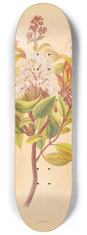 Georgina Burne Hetley - Metrosideros Albiflora 8.25 inch art skate deck