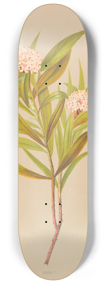 Georgina Burne Hetley - Pimelea Longifolia 8.25 inch art skate deck