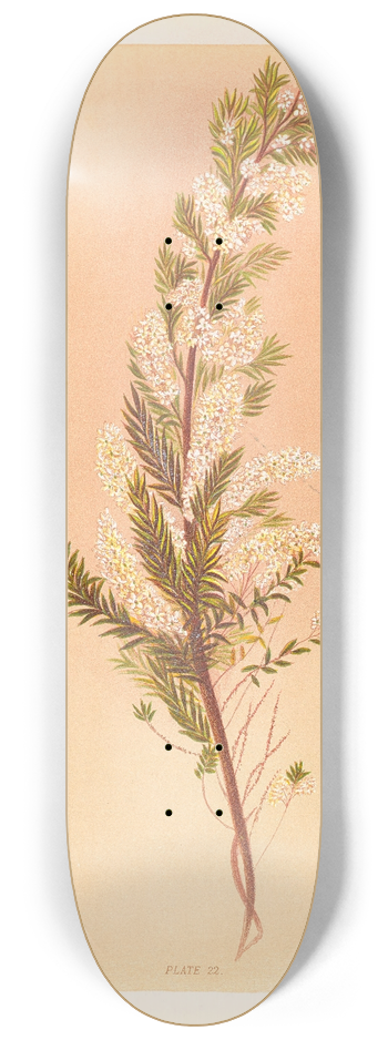 Georgina Burne Hetley - Pimelea Prostrata 8.25 inch art skate deck