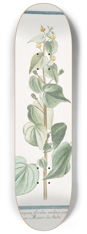 Giorgio Bonelli - Abutilon crispum floribus melinis parvis  Mauve des Indes 8.25 inch art skate deck