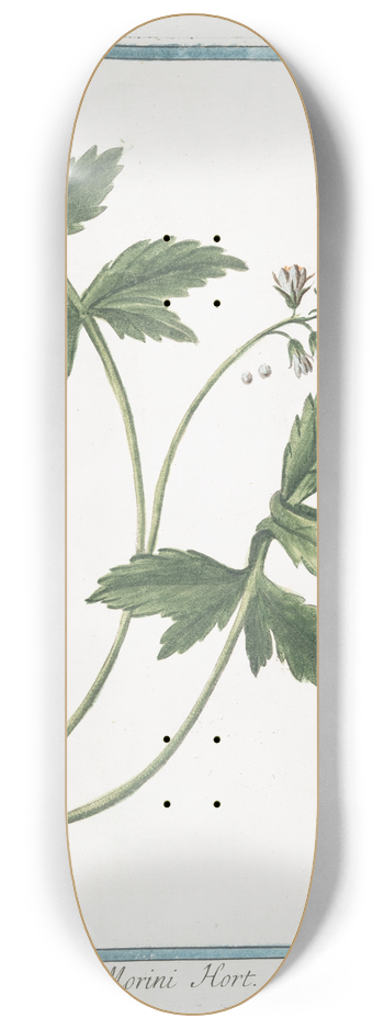 Giorgio Bonelli - Hydrophyllon Morini Hort 8.25 inch art skate deck