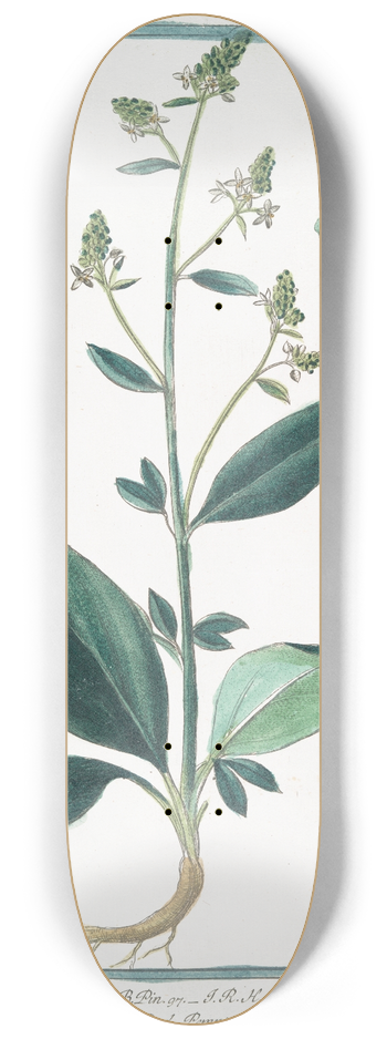 Giorgio Bonelli - Lepidium latifolium  Lepidium Pauli  Lepidium Plinii  Erba Slsa. (Wide-leaf cress) 8.25 inch art skate deck