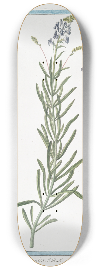 Giorgio Bonelli - Linaria arvensis, crulea  Linaire. (Blue corn toadflax) 8.25 inch art skate deck
