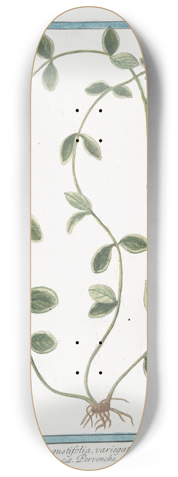 Giorgio Bonelli - Pervinca angustifolia, variegata  Pervenche. (Periwinkle) 8.25 inch art skate deck