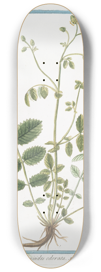 Giorgio Bonelli - Pimpinella Agrimonioides odorata 8.25 inch art skate deck