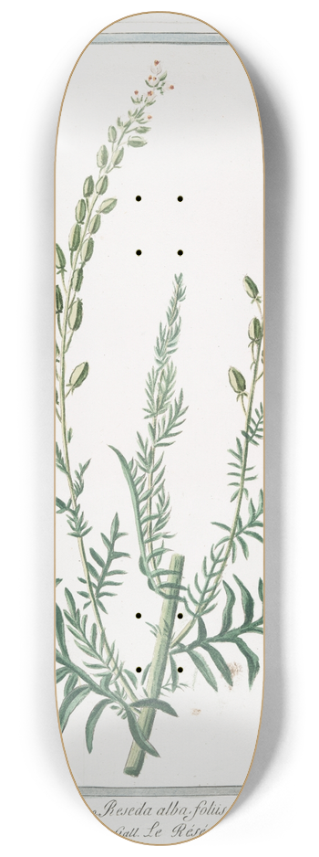 Giorgio Bonelli - Reseda maxima  Reseda alba, foliis pinnatis  Rsda grande  Le Reseda, ou Herbe maure. (white upright mignonette; wild mignonette, Common mignonette; Bastard rocket; Sweet reseda ) 8.25 inch art skate deck