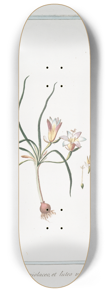 Giorgio Bonelli - Romulea, flore ex violaceo, et luteo variegato 8.25 inch art skate deck