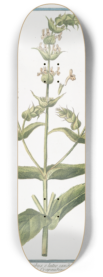 Giorgio Bonelli - Sideritis- Montis Libani, floribus e luteo candicantibus  Siderite maff.  Crapaudine. (Mountain tea) 8.25 inch art skate deck