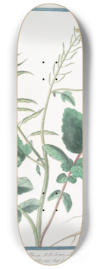 Giorgio Bonelli - Sinapi Rapi folio  Sinapi Siliqua latuscula, glabra, semine rufo, sive vulgare  Senepa maggiore  Moutarde. (Mustard) 8.25 inch art skate deck