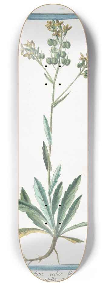 Giorgio Bonelli - Thlaspidium hirsutum calice floris auriculato -Biscutella maggiore. (Hairy pennycress) 8.25 inch art skate deck