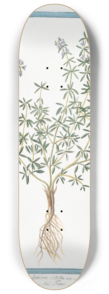 Giorgio Bonelli - Thymus vulgaris, folio latiore  Thymus durius  Timo  Thym commun. (Garden Thyme, Common Thyme) 8.25 inch art skate deck