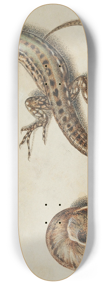 Giovanna Garzoni - A lizard with a snail and a snail shell 8.25 inch art skate deck