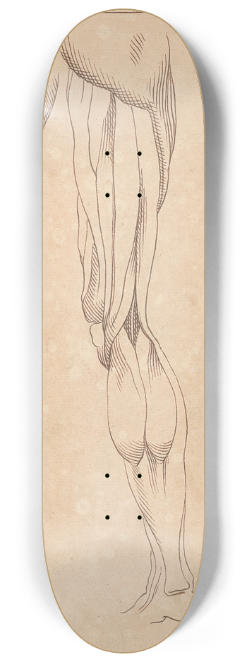 Hamlet Winstanley - Anatomical Studies of Legs 8.25 inch art skate deck