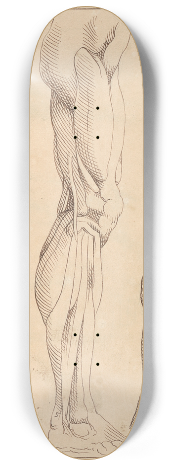 Hamlet Winstanley - Anatomical Studies of Legs 8.25 inch art skate deck