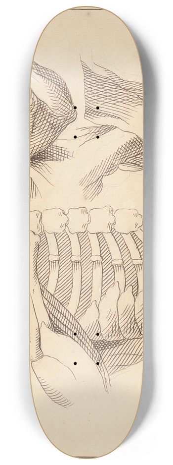 Hamlet Winstanley - Anatomical Studies of Shoulders 8.25 inch art skate deck