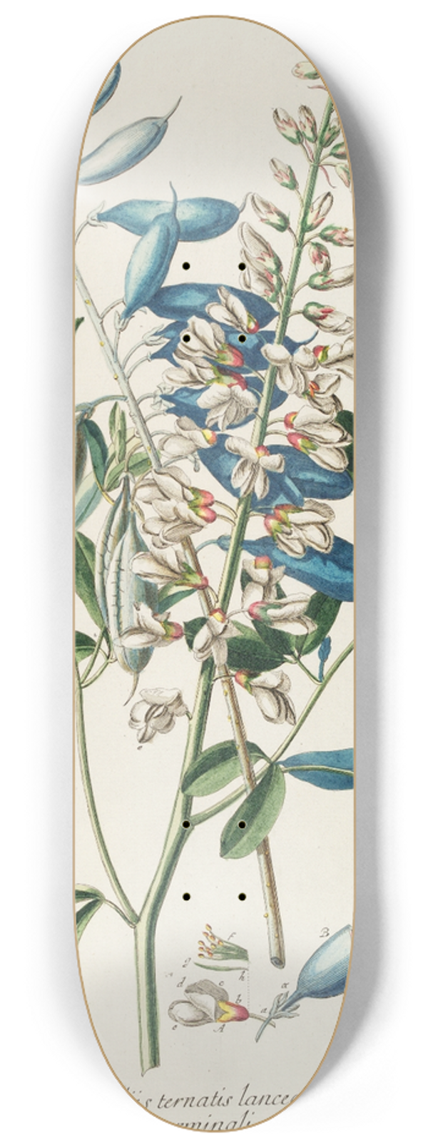 Georg Dionysius Ehret - Crotalaria II 8.25 inch art skate deck