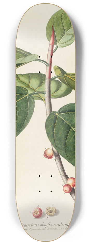 Georg Dionysius Ehret - Ficus 8.25 inch art skate deck