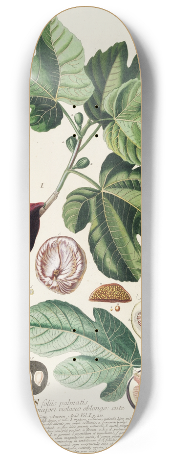 Georg Dionysius Ehret - Ficus II 8.25 inch art skate deck