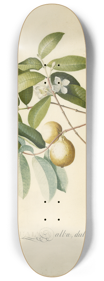 Georg Dionysius Ehret - Guava 8.25 inch art skate deck