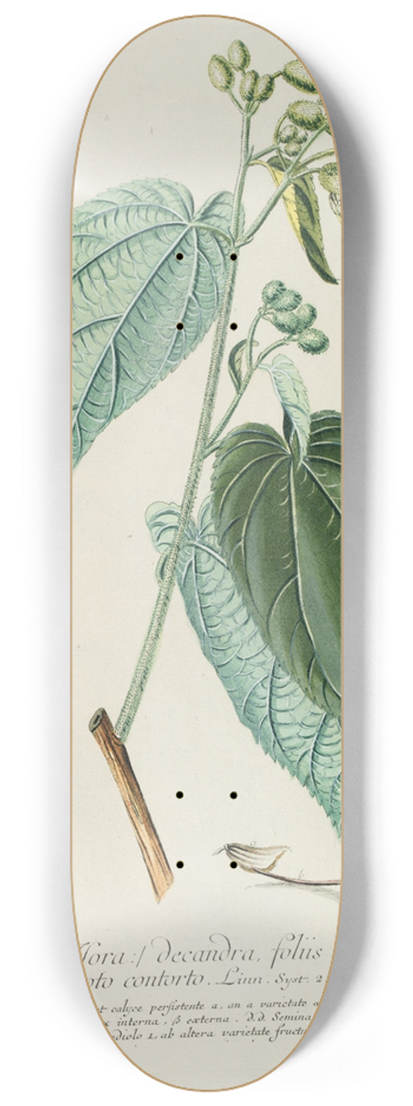 Georg Dionysius Ehret - Helicteres 8.25 inch art skate deck