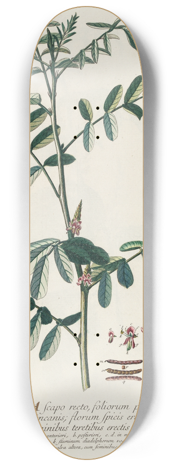 Georg Dionysius Ehret - Indigofera 8.25 inch art skate deck