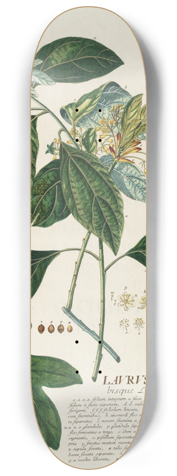 Georg Dionysius Ehret - Laurus II 8.25 inch art skate deck