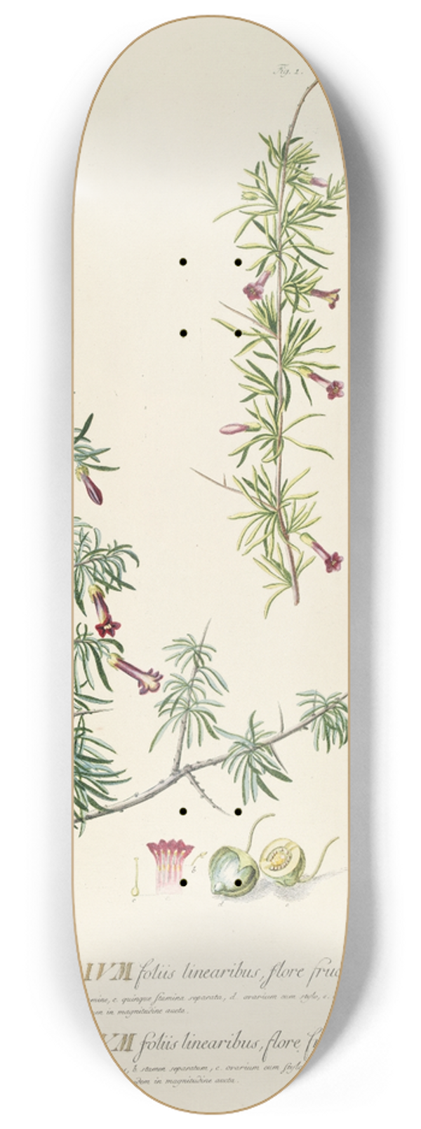 Georg Dionysius Ehret - Lycium 8.25 inch art skate deck