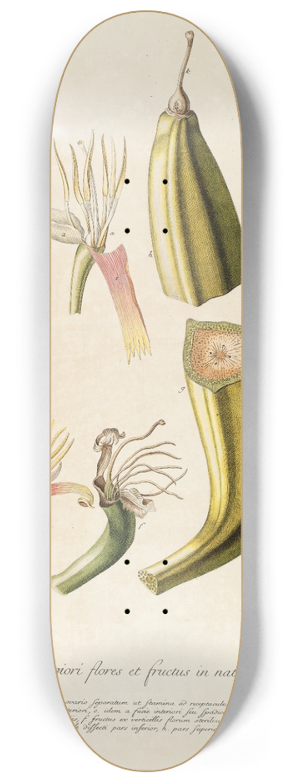 Georg Dionysius Ehret - Musae II 8.25 inch art skate deck