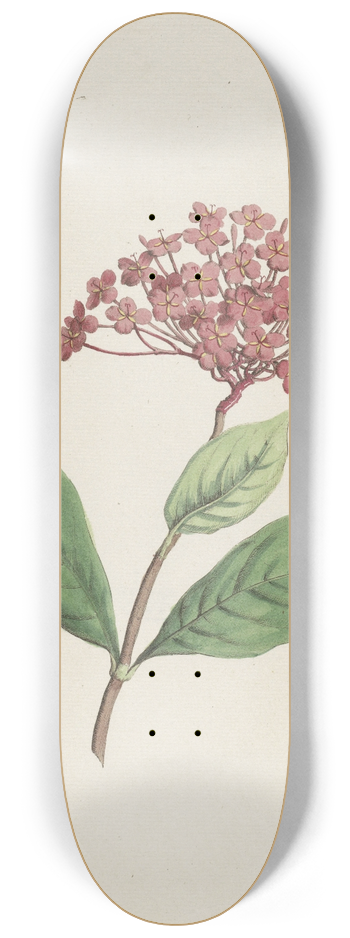 Hendrik Schwegman - Pauwenkers (Ixora coccinea) 8.25 inch art skate deck