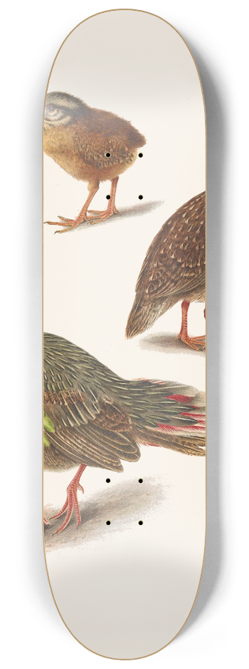 Henrik Gronvold - Plumages Of The Himalayan Blood Partridge 8.25 inch art skate deck