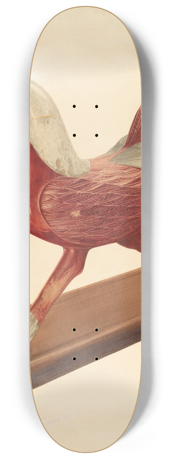 Howard Weld - Rooster 8.25 inch art skate deck