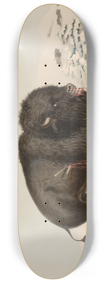 George Catlin - Wounded Buffalo Bull 8.25 inch art skate deck