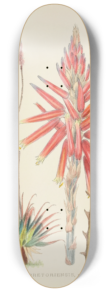 Illtyd Buller Pole-Evans - Aloe Pretoriensis 8.25 inch art skate deck