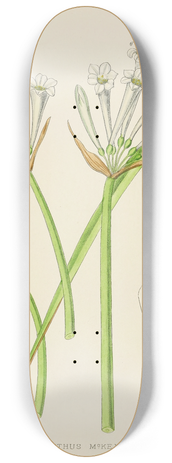 Illtyd Buller Pole-Evans - Cyrtanthus Mckenii 8.25 inch art skate deck