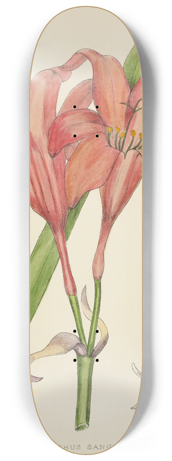 Illtyd Buller Pole-Evans - Cyrtanthus Sanguineus 8.25 inch art skate deck