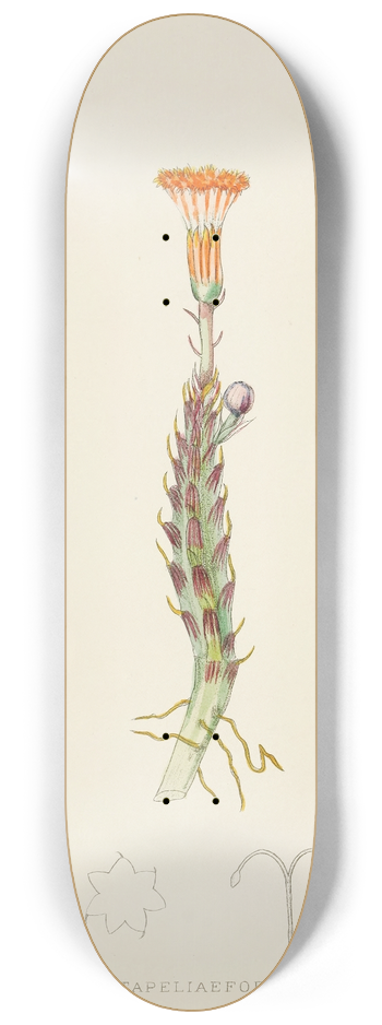 Illtyd Buller Pole-Evans - Senecio Stapeliaeformis 8.25 inch art skate deck
