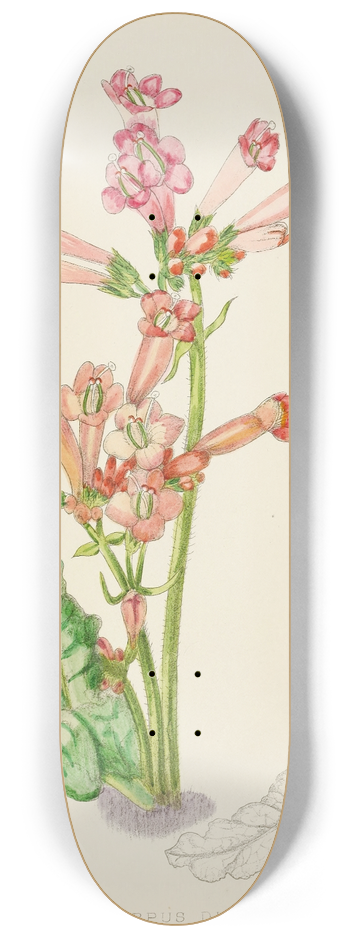 Illtyd Buller Pole-Evans - Streptocarpus Dunnii 8.25 inch art skate deck