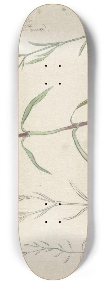 Ishikawa Kazan - Schetsblad met studies van een wilde anjelier 8.25 inch art skate deck