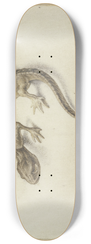 Jacob de Gheyn II - Lizard 8.25 inch art skate deck