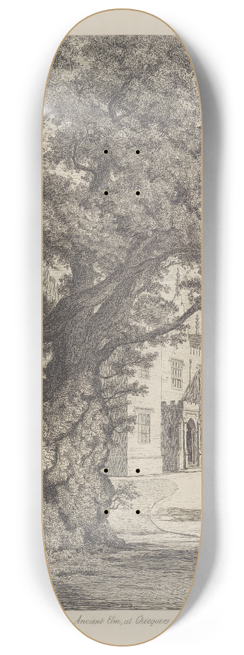 Jacob George Strutt - Elm at Checquers 8.25 inch art skate deck