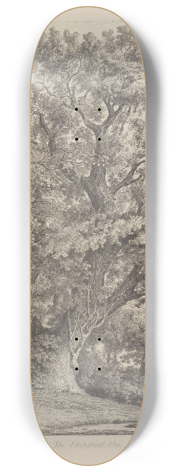 Jacob George Strutt - The Chipstead Elm 8.25 inch art skate deck